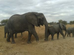 Want to see elephants? Tarangire will never disappoint you.